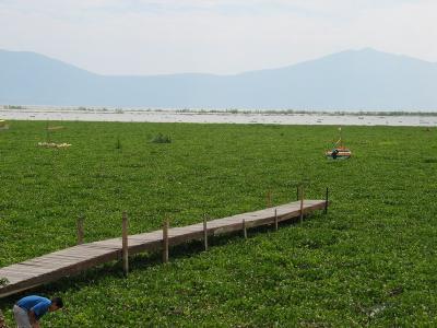 Lac  Chapala les plantes qui recouvrent une partie du lac s'appellent lirio
