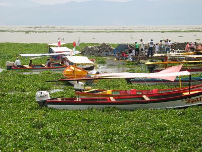 Lac  Chapala les plantes qui recouvrent une partie du lac s'appellent lirio