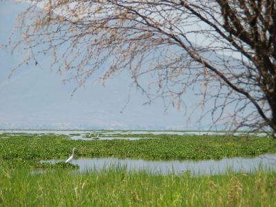 Lac  Chapala les plantes qui recouvrent une partie du lac s'appellent lirio