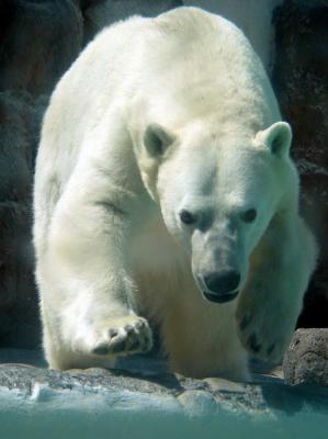 Ours polaire,  ce moment il sautait sur nous qui tions derriere une vitre. Il nous a vraiment fait peur!
