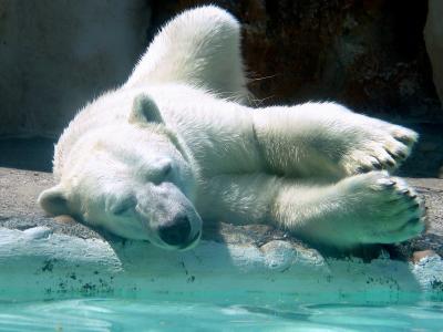 Ours polaire (il semblait se plaire  la chaleur du Mxique, sans doute qu'il tait en rentraite!)