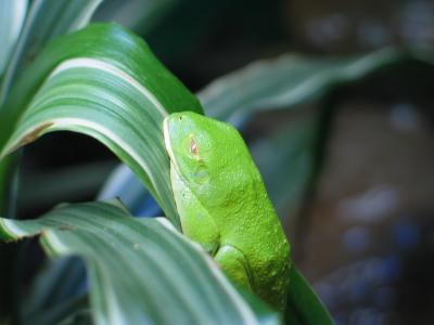Frog