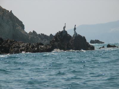 Pelicans lors de notre trajet pour la plonge