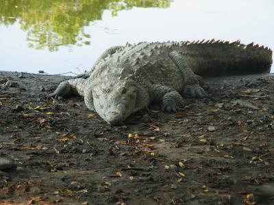 Caiman dans des mangroves de la Manzanilla