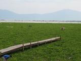 Lac  Chapala les plantes qui recouvrent une partie du lac sappellent lirio