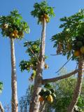 Papaye tree