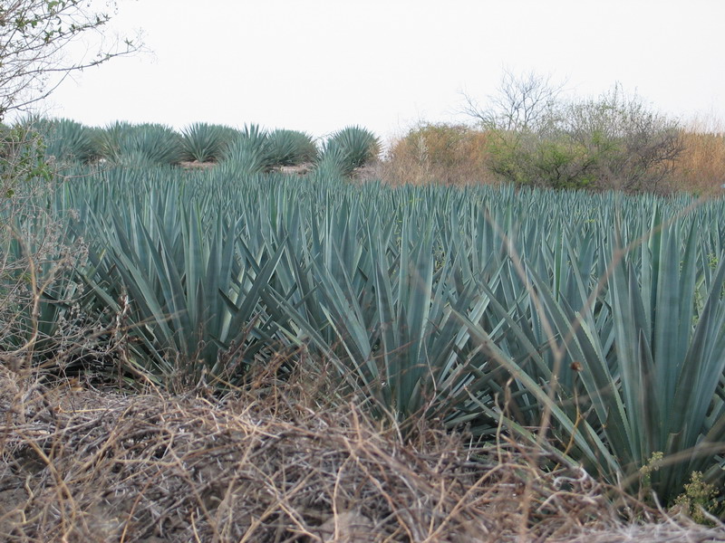 Agaves do la Tequila est faite
