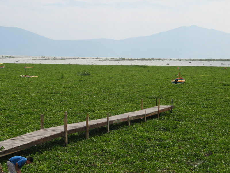 Lac  Chapala les plantes qui recouvrent une partie du lac sappellent lirio