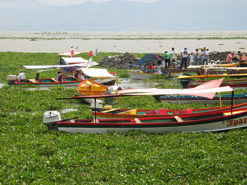 Lac  Chapala les plantes qui recouvrent une partie du lac sappellent lirio