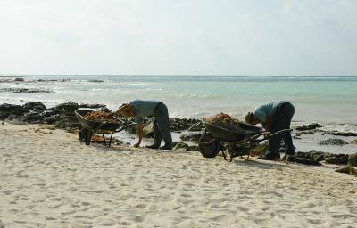 Seaweed clean-up patrol