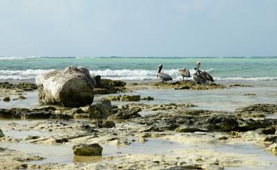 Big log with pelicans