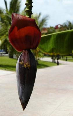 Banana tree flower
