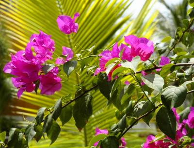 Flowers and a palm frond