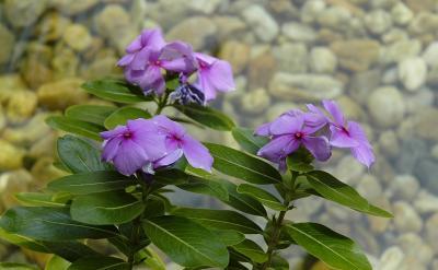 Violet flowers over the pond
