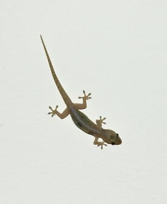 Little lizard on the ceiling