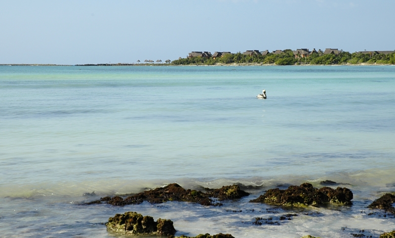 Solitary pelican