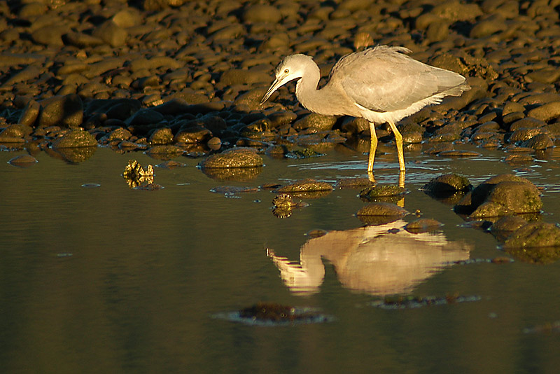 White faced Heron, Aorere Estuary