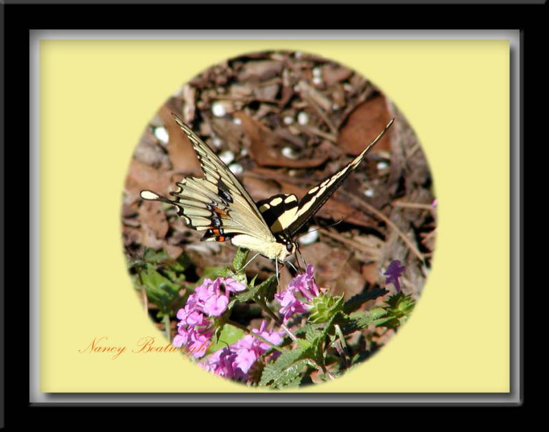 Giant Swallowtail