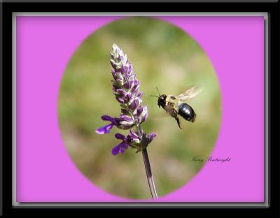 Carpenter Bee on Salvia