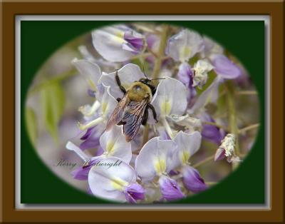 Bumble Bee on Wisteria