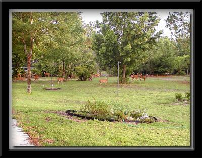 This is our front yard. Taken from our porch