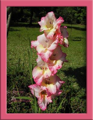 Gladiolus