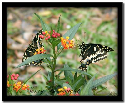 2 Palamedes Swallowtails on Milkweed