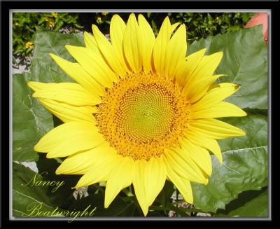 Volunteer Giant Sunflower by birdfeeder