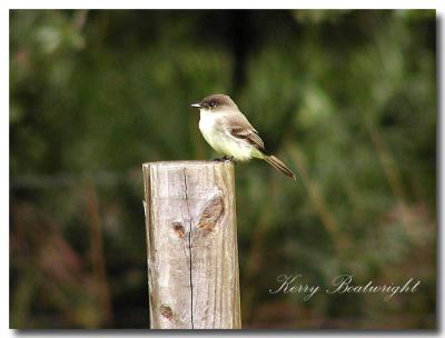 ? Bird  (Maybe a type of Flycatcher)