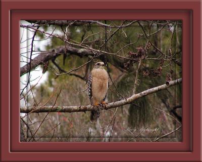 Red Shouldered Hawk in Pine tree