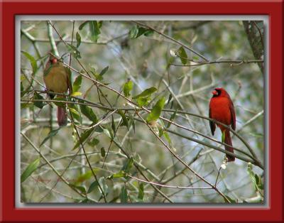Female & Male Cardinal