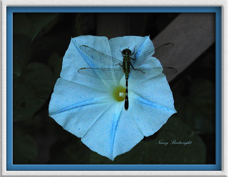Dragonfly on Morning Glory