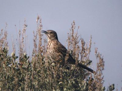 Singing Sage Thrasher 0404-2j  Umtanum Road