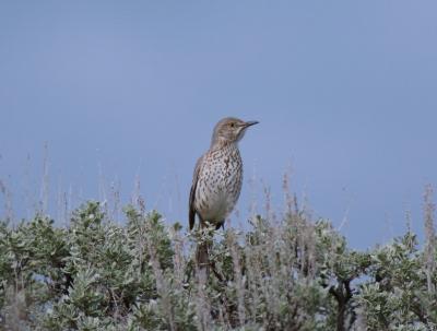 Sage Thrasher 0405-4j  Umtanum Road