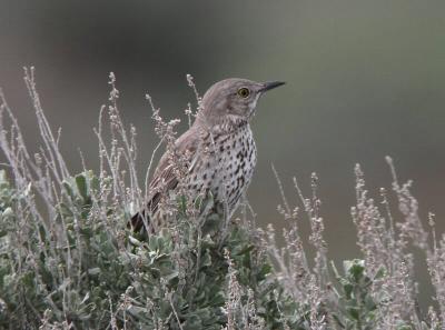 Sage Thrasher 0405-5j  Umtanum Road