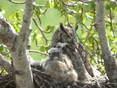 Great Horned Owl and Juveniles  0405-5j  Kittitas