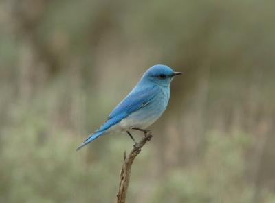 Mountain Bluebird 0405-1j  Umtanum Road