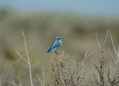 Mountain Bluebird 0405-2j  Umtanum Road