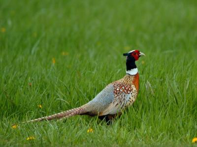 Ring-necked Pheasant 0405-1j Kittitas Valley