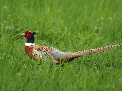 Ring-necked Pheasant 0405-2j Kittitas Valley