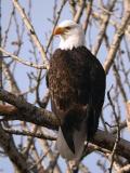 Bald Eagle 0105-8j  Naches River
