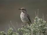 Sage Thrasher 0405-3j  Umtanum Road