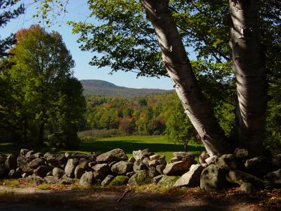 NH - Stone wall and Birches