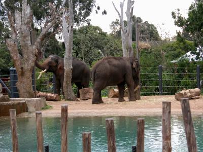 u15/picsels/medium/42677129.elephantsmelbournezoowithforeground.jpg
