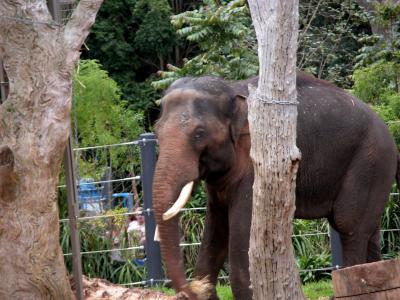 elephants