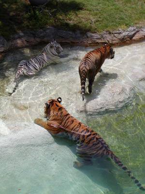 cooltigers