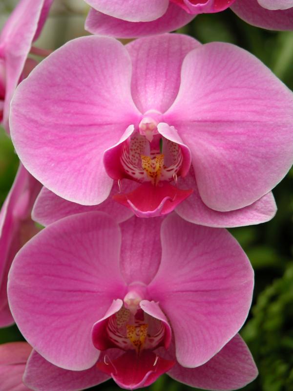 orchid57cpix
