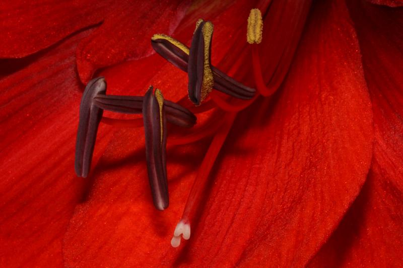 2005-01-20: Amaryllis Anthers