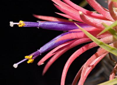 2005-04-10: <i>Tillandsia ionantha</i>