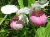 Showy Ladyslippers with Crab Spiders